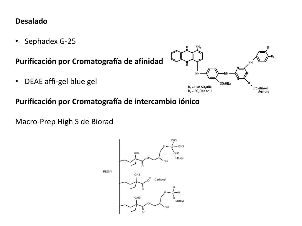 Desalado Sephadex G-25. Purificación por Cromatografía de afinidad. DEAE affi-gel blue gel. Purificación por Cromatografía de intercambio iónico.