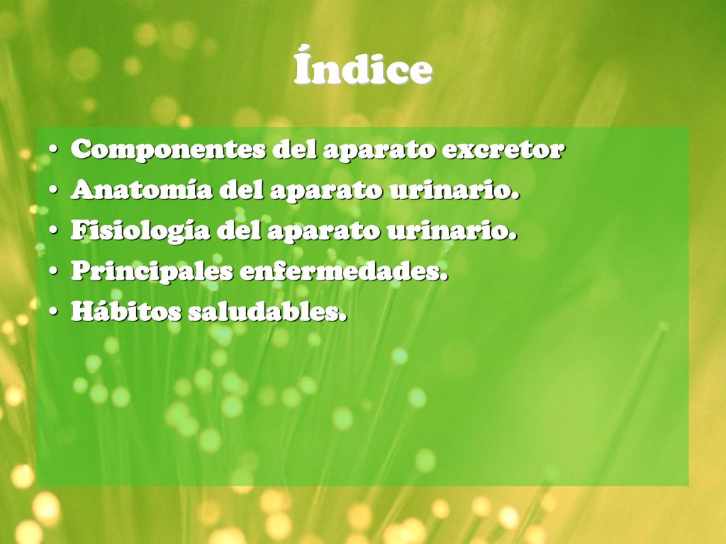 Índice Componentes del aparato excretor Anatomía del aparato urinario.
