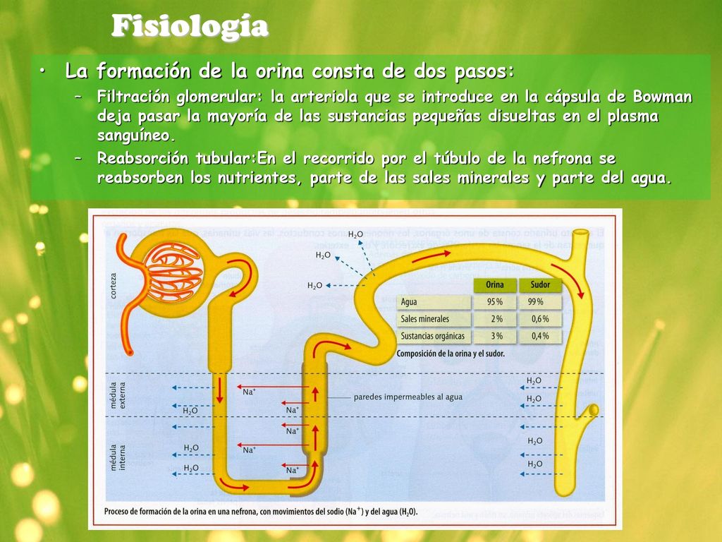 Fisiología La formación de la orina consta de dos pasos: