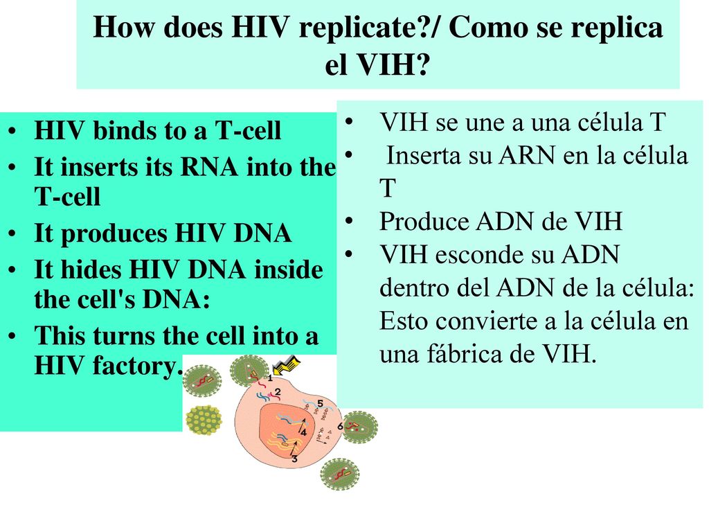 How does HIV replicate / Como se replica el VIH