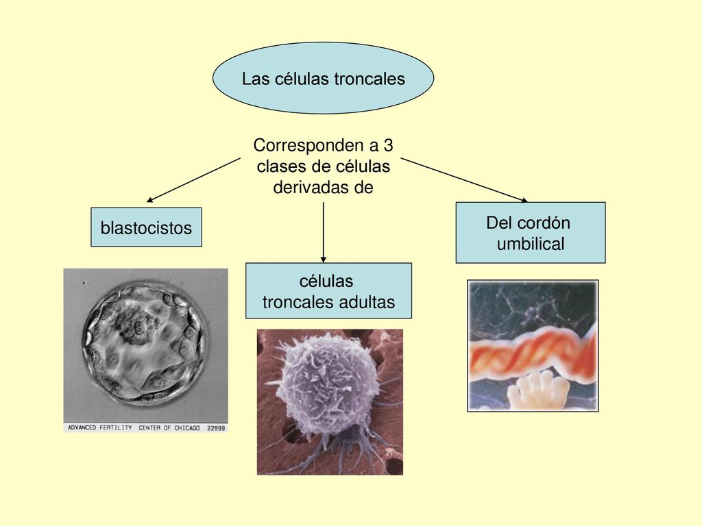 Corresponden a 3 clases de células derivadas de
