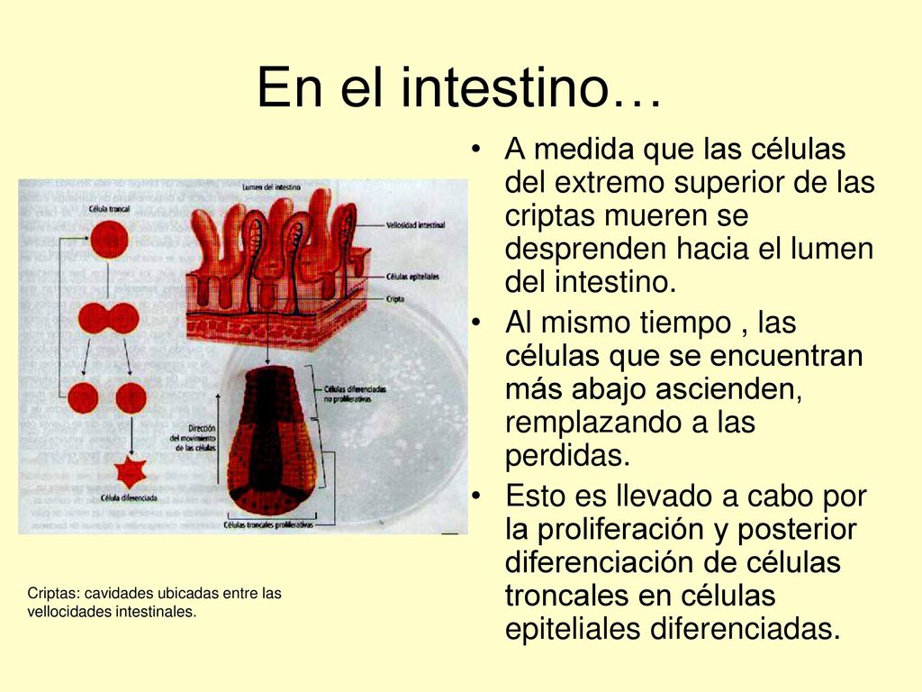 En el intestino… A medida que las células del extremo superior de las criptas mueren se desprenden hacia el lumen del intestino.