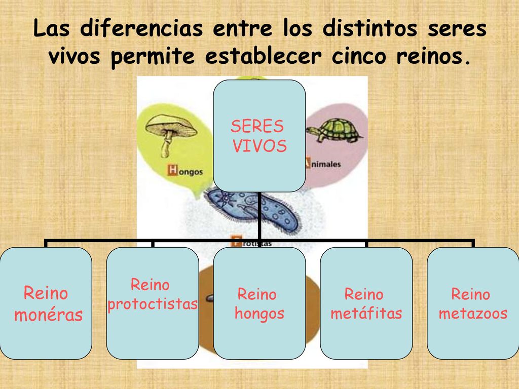 Las diferencias entre los distintos seres vivos permite establecer cinco reinos.