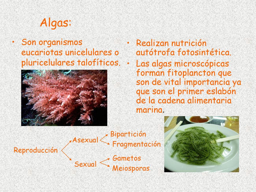 Algas: Son organismos eucariotas unicelulares o pluricelulares talofíticos. Realizan nutrición autótrofa fotosintética.