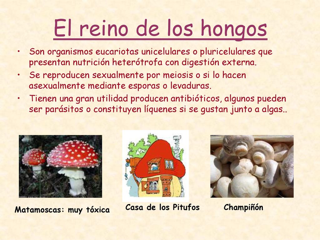 El reino de los hongos Son organismos eucariotas unicelulares o pluricelulares que presentan nutrición heterótrofa con digestión externa.