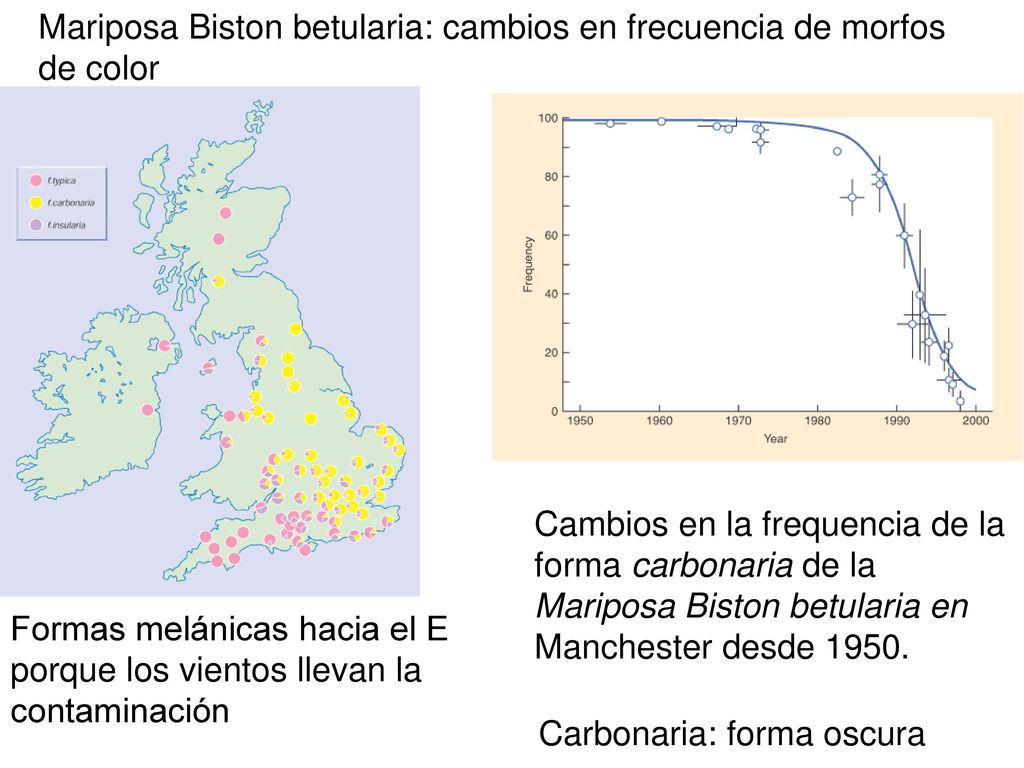 Mariposa Biston betularia: cambios en frecuencia de morfos de color