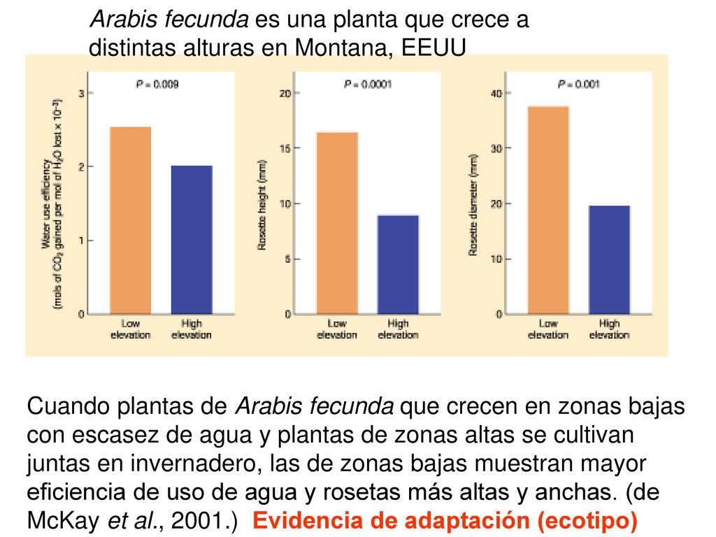Arabis fecunda es una planta que crece a distintas alturas en Montana, EEUU