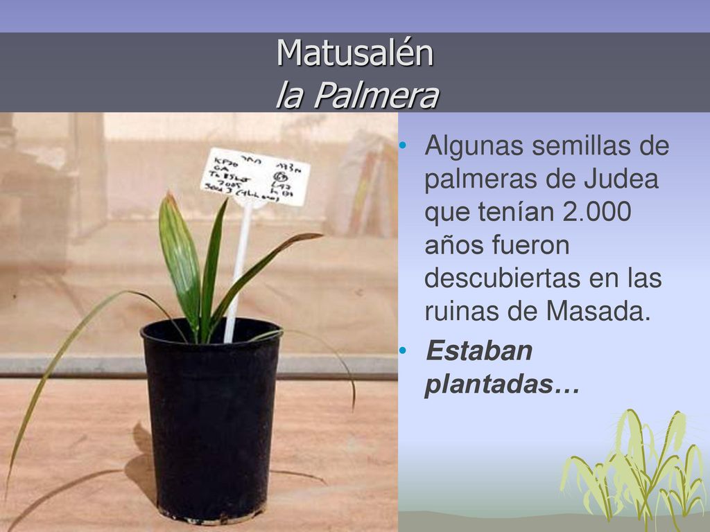 Matusalén la Palmera Algunas semillas de palmeras de Judea que tenían años fueron descubiertas en las ruinas de Masada.