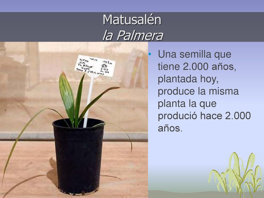 Matusalén la Palmera Una semilla que tiene años, plantada hoy, produce la misma planta la que produció hace años.