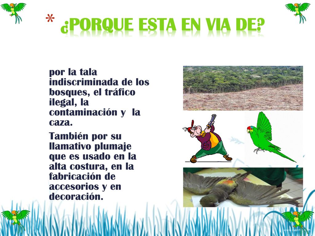 ¿PORQUE ESTA EN VIA DE por la tala indiscriminada de los bosques, el tráfico ilegal, la contaminación y la caza.