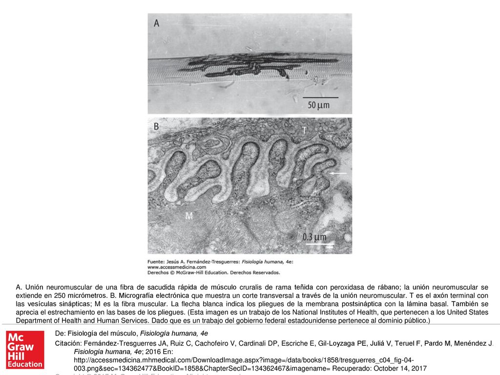 A. Unión neuromuscular de una fibra de sacudida rápida de músculo cruralis de rama teñida con peroxidasa de rábano; la unión neuromuscular se extiende en 250 micrómetros. B. Micrografía electrónica que muestra un corte transversal a través de la unión neuromuscular. T es el axón terminal con las vesículas sinápticas; M es la fibra muscular. La flecha blanca indica los pliegues de la membrana postsináptica con la lámina basal. También se aprecia el estrechamiento en las bases de los pliegues. (Esta imagen es un trabajo de los National Institutes of Health, que pertenecen a los United States Department of Health and Human Services. Dado que es un trabajo del gobierno federal estadounidense pertenece al dominio público.)