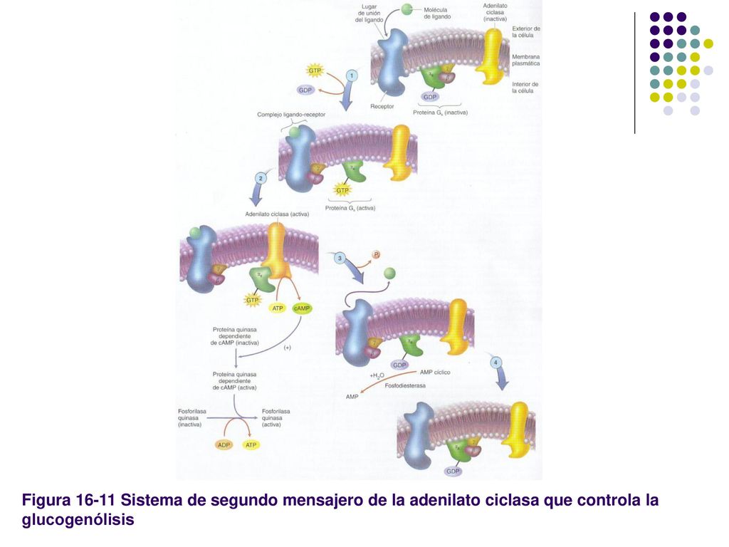 Figura Sistema de segundo mensajero de la adenilato ciclasa que controla la glucogenólisis