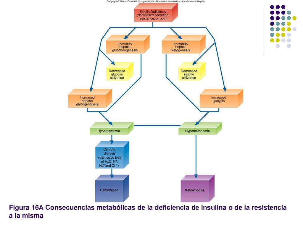Figura 16A Consecuencias metabólicas de la deficiencia de insulina o de la resistencia a la misma