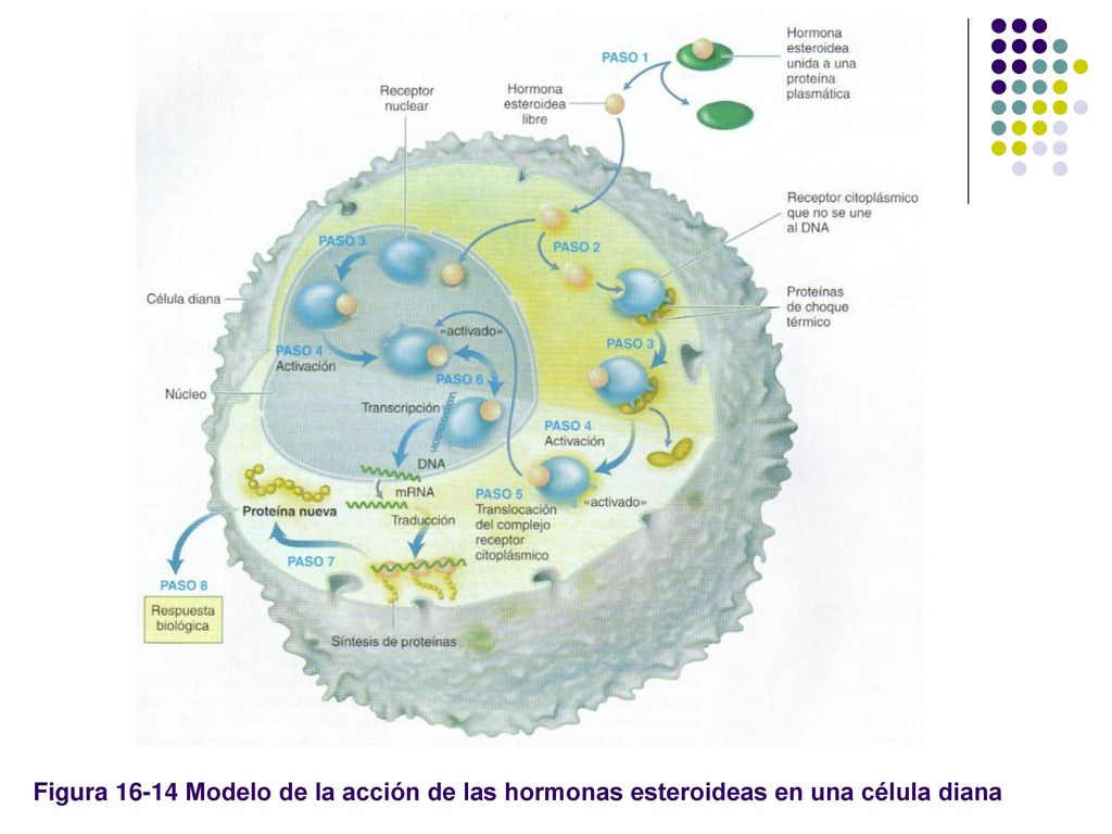 Figura Modelo de la acción de las hormonas esteroideas en una célula diana
