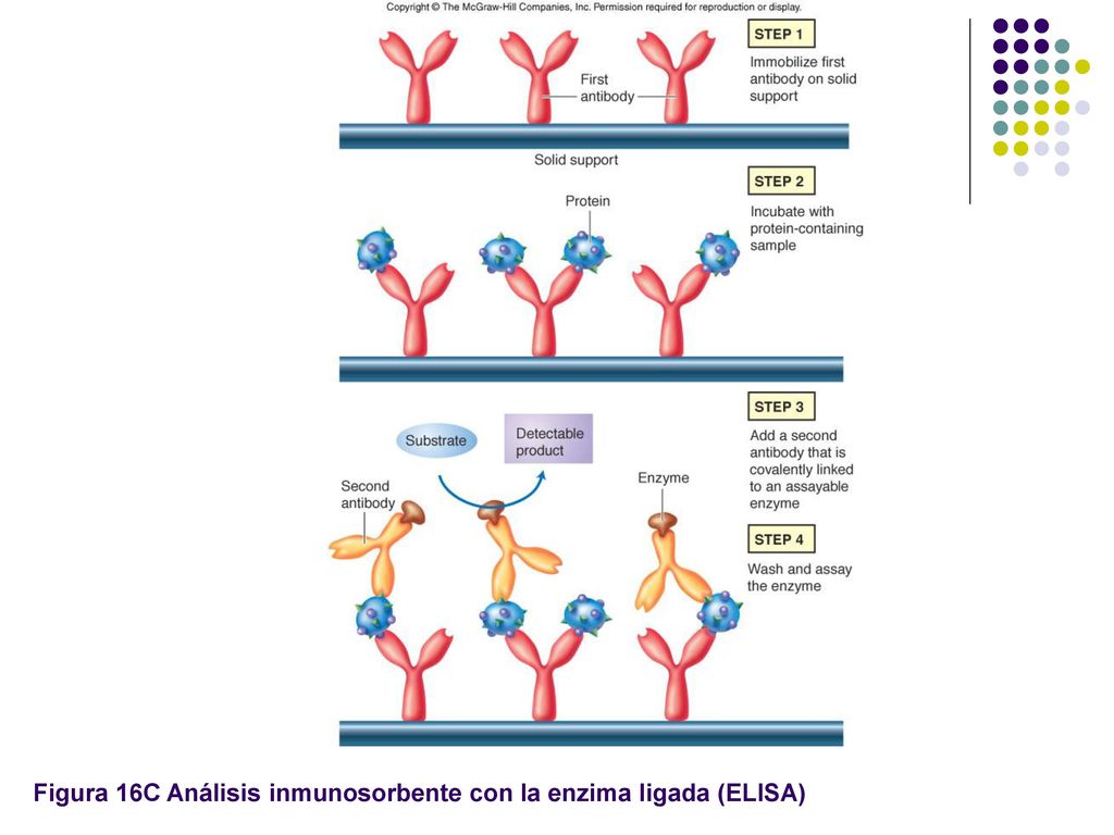 Figura 16C Análisis inmunosorbente con la enzima ligada (ELISA)