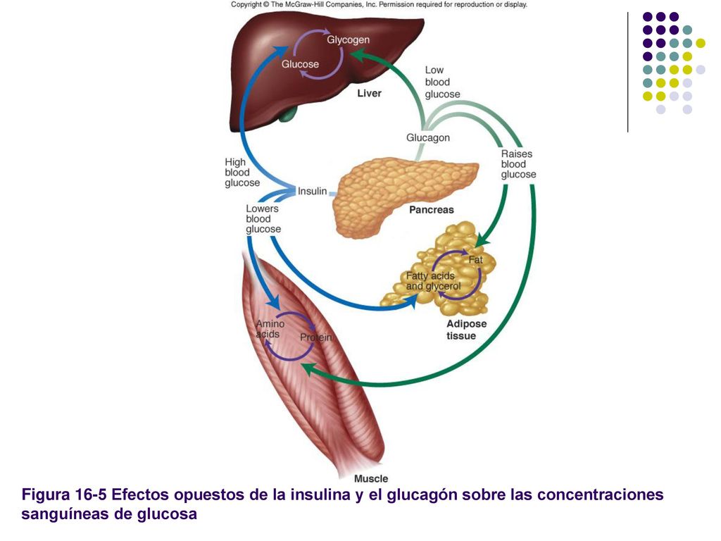 Figura 16-5 Efectos opuestos de la insulina y el glucagón sobre las concentraciones sanguíneas de glucosa