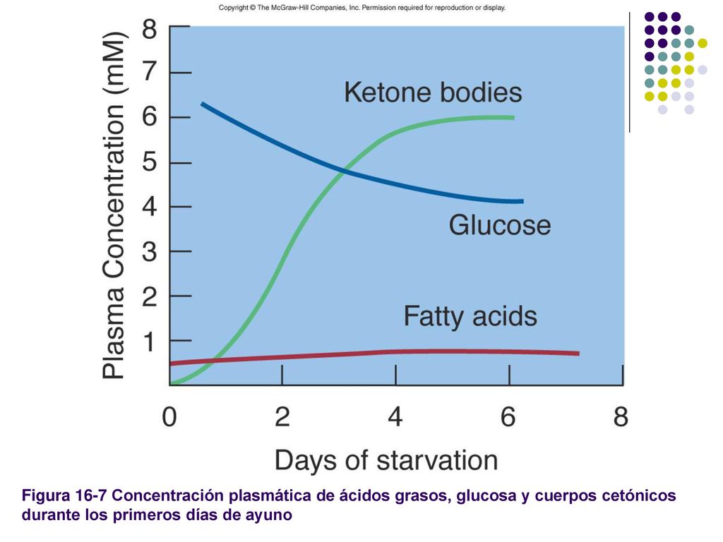 Figura 16-7 Concentración plasmática de ácidos grasos, glucosa y cuerpos cetónicos durante los primeros días de ayuno