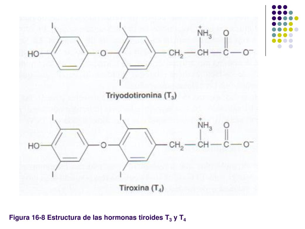 Figura 16-8 Estructura de las hormonas tiroides T3 y T4