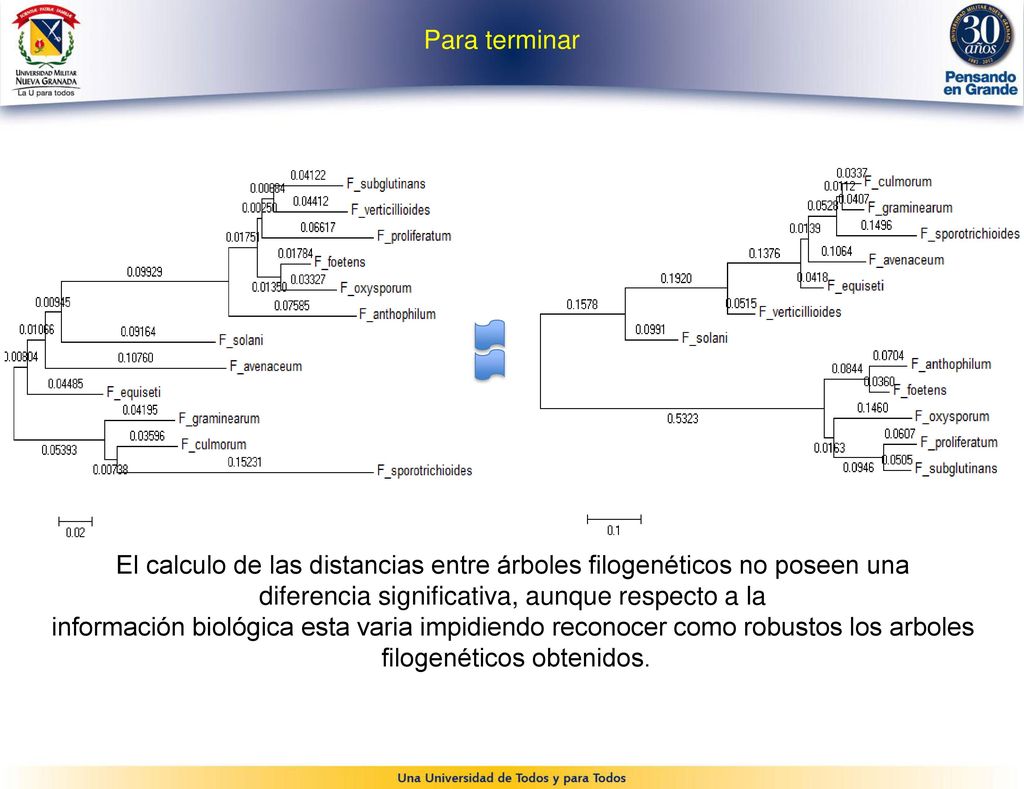 El calculo de las distancias entre árboles filogenéticos no poseen una