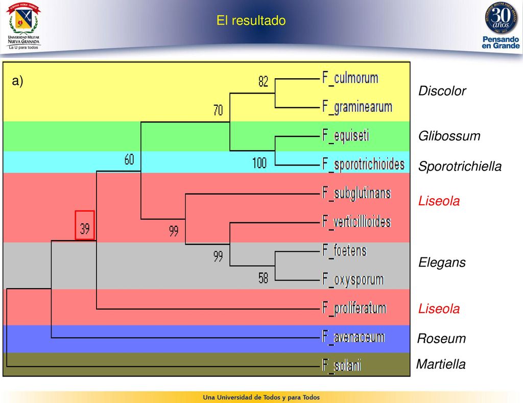 El resultado a) Discolor Glibossum Sporotrichiella Liseola Elegans Liseola Roseum Martiella