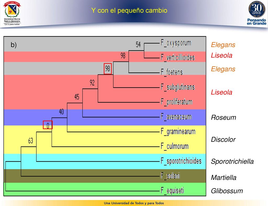 Y con el pequeño cambio b) Elegans. Liseola. Elegans. Liseola. Roseum. Discolor. Sporotrichiella.