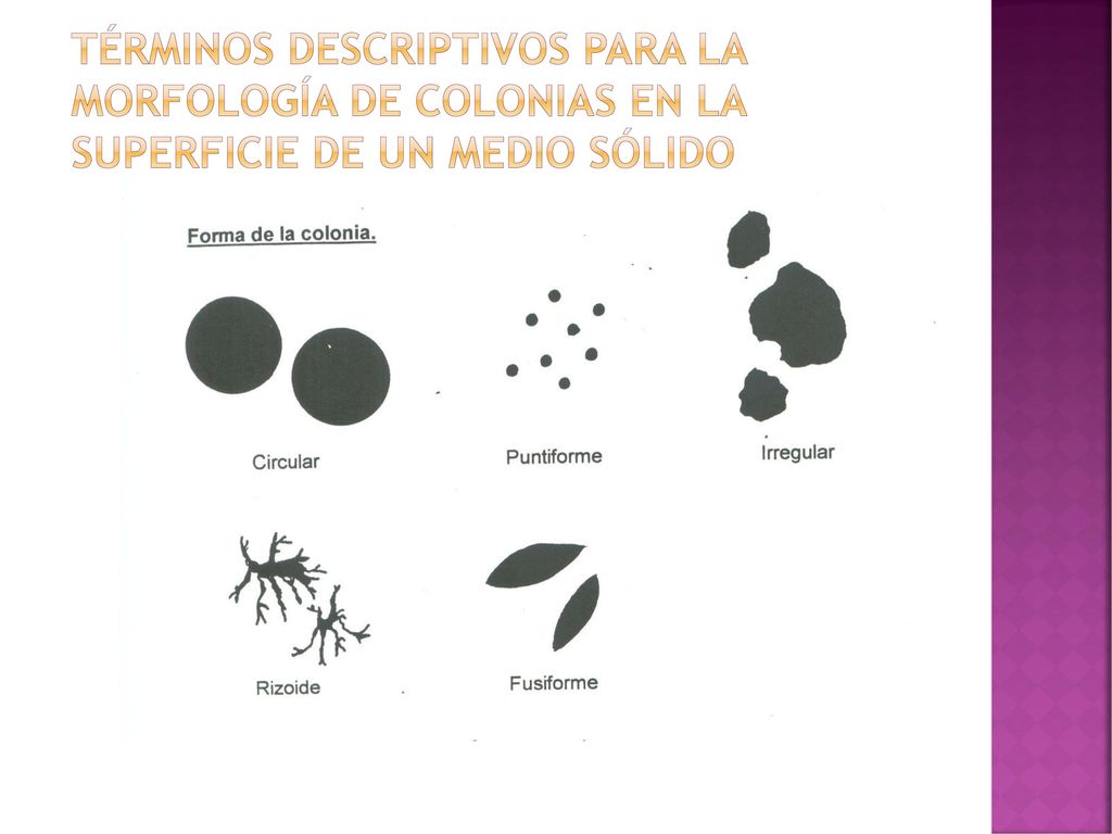 TÉRMINOS DESCRIPTIVOS PARA LA MORFOLOGÍA DE COLONIAS EN LA SUPERFICIE DE UN MEDIO SÓLIDO