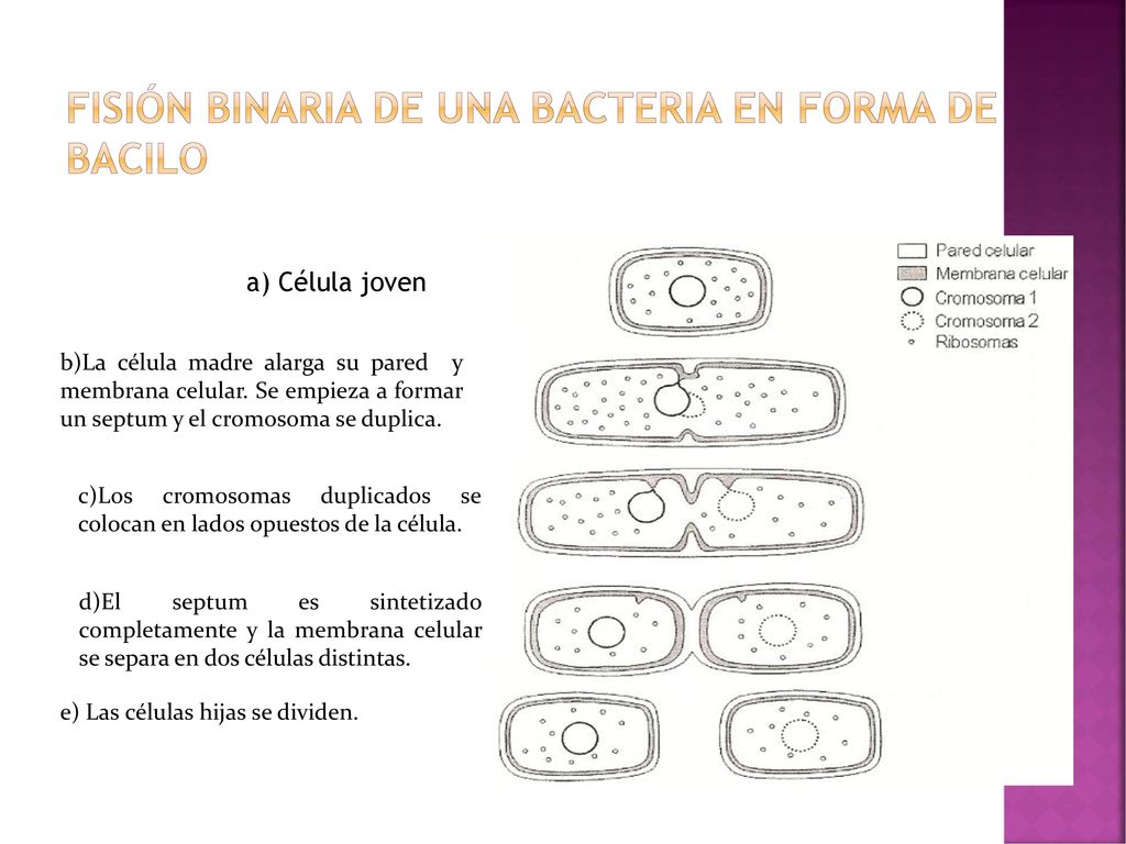 Fisión binaria de una bacteria en forma de bacilo