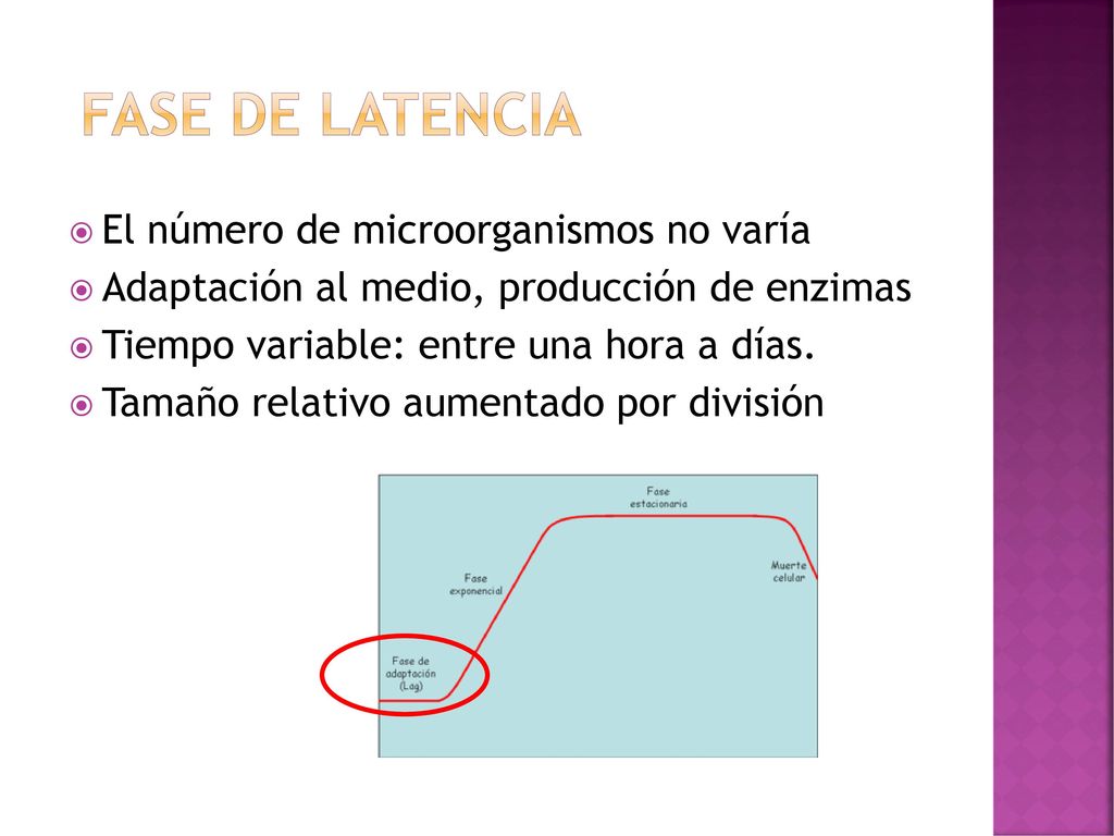 Fase de Latencia El número de microorganismos no varía