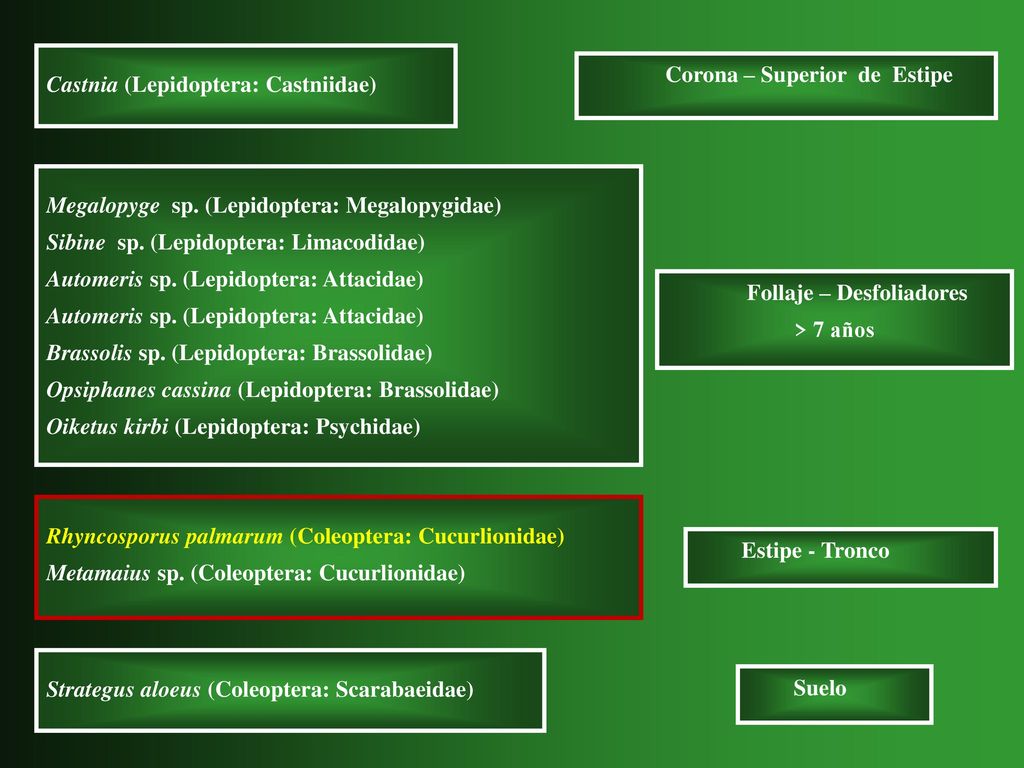 Corona – Superior de Estipe Follaje – Desfoliadores