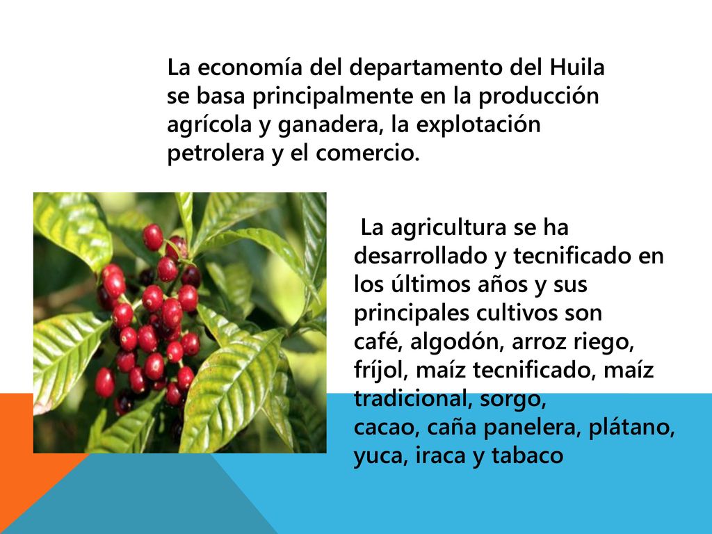 La economía del departamento del Huila se basa principalmente en la producción agrícola y ganadera, la explotación petrolera y el comercio.