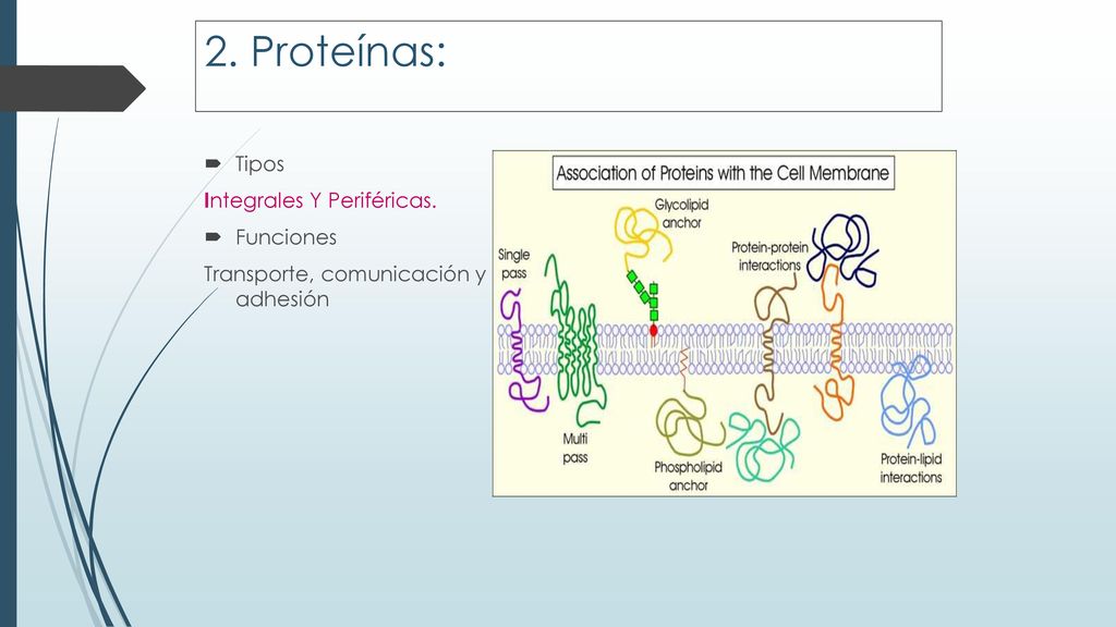 2. Proteínas: Tipos Integrales Y Periféricas. Funciones