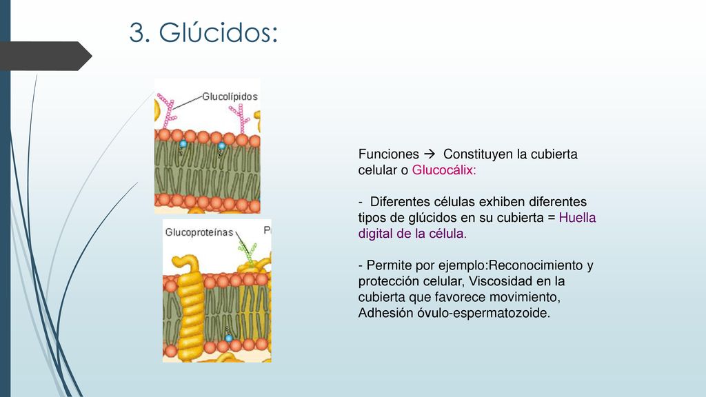 3. Glúcidos: Funciones  Constituyen la cubierta celular o Glucocálix: