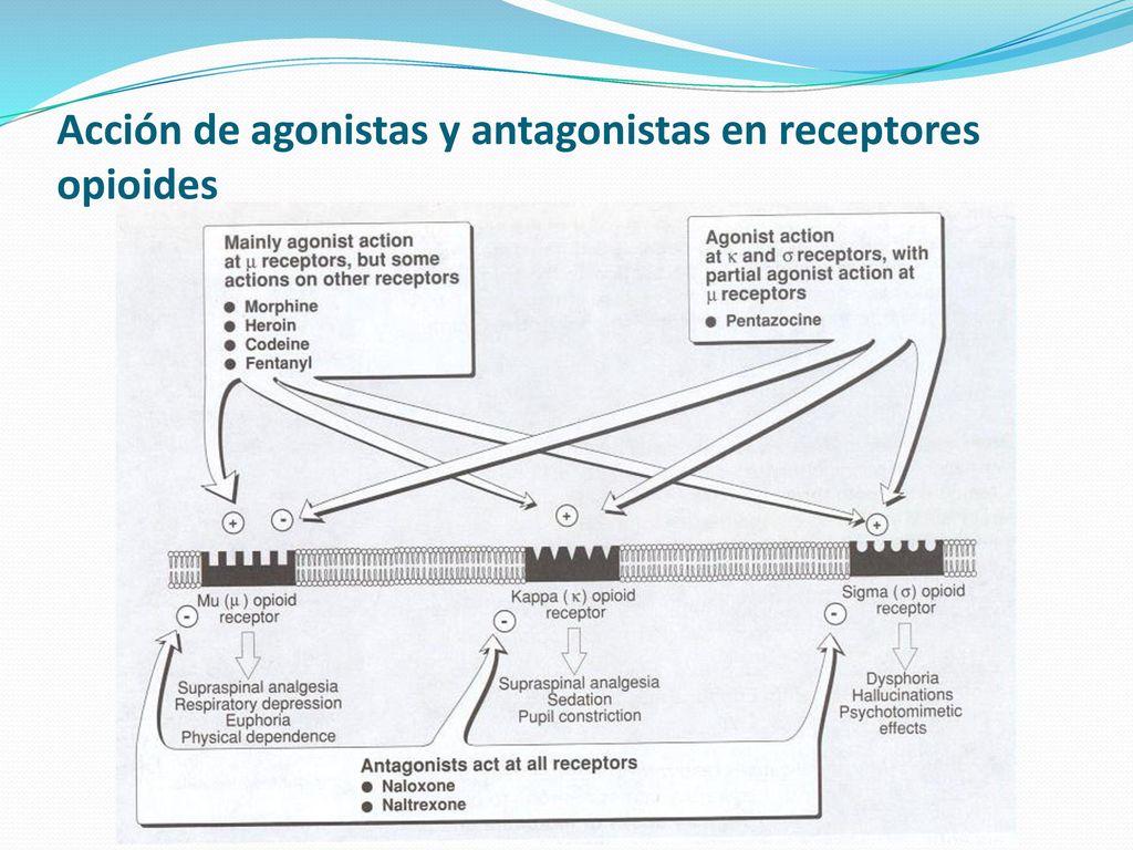 Acción de agonistas y antagonistas en receptores opioides