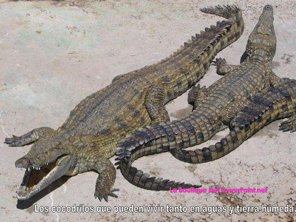 Los cocodrilos que pueden vivir tanto en aguas y tierra húmeda.