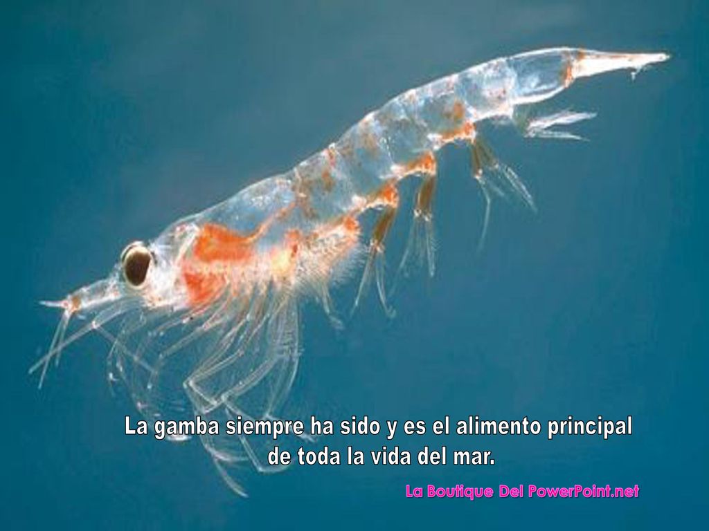 La gamba siempre ha sido y es el alimento principal