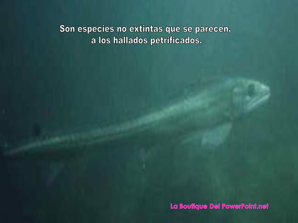 Son especies no extintas que se parecen, a los hallados petrificados.