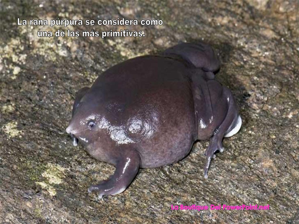 La rana púrpura se considera como una de las más primitivas.