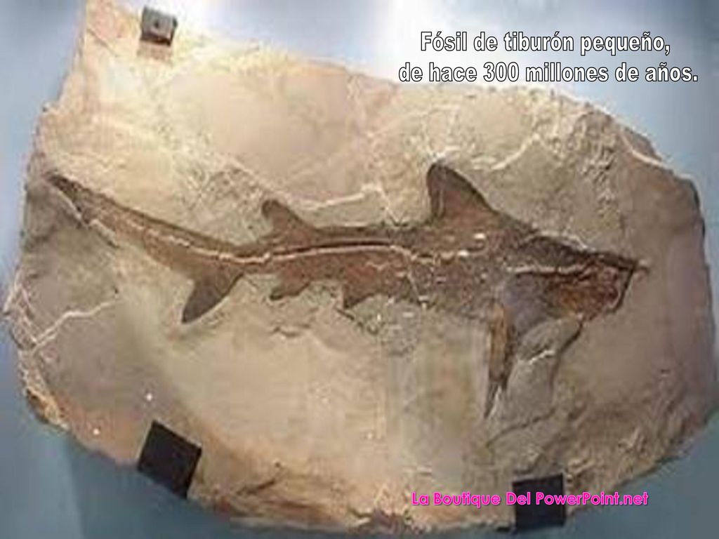 Fósil de tiburón pequeño, de hace 300 millones de años.
