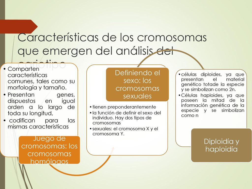 Comparten características comunes, tales como su morfología y tamaño.