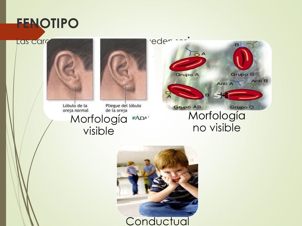 FENOTIPO Las características fenotípicas pueden ser: