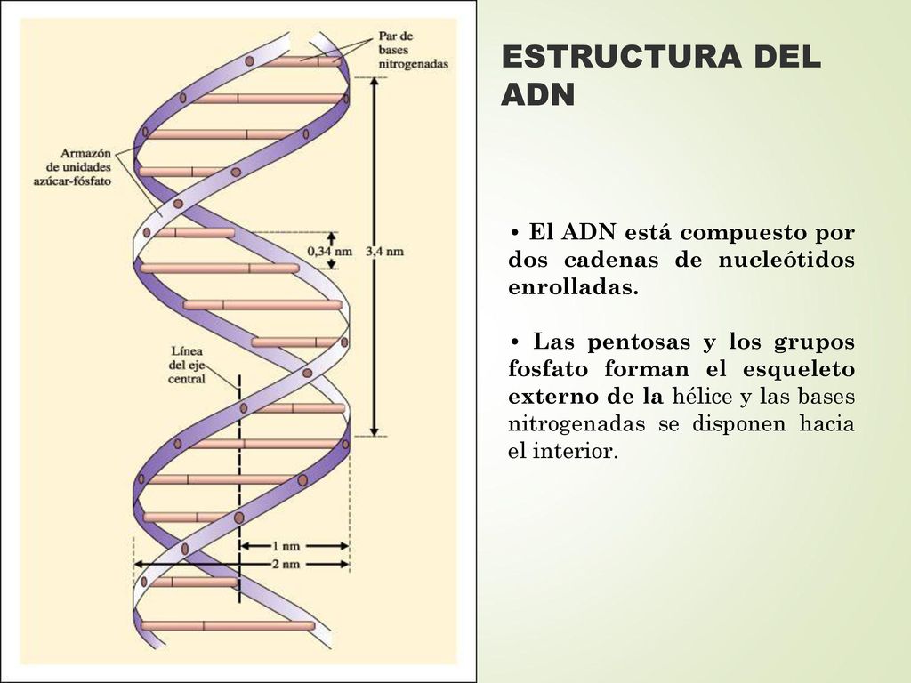 ESTRUCTURA DEL ADN • El ADN está compuesto por dos cadenas de nucleótidos enrolladas.