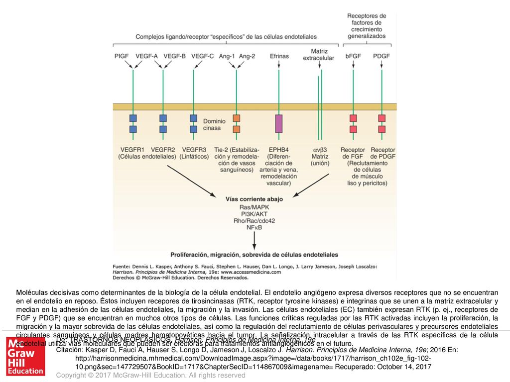 Moléculas decisivas como determinantes de la biología de la célula endotelial. El endotelio angiógeno expresa diversos receptores que no se encuentran en el endotelio en reposo. Éstos incluyen recepores de tirosincinasas (RTK, receptor tyrosine kinases) e integrinas que se unen a la matriz extracelular y median en la adhesión de las células endoteliales, la migración y la invasión. Las células endoteliales (EC) también expresan RTK (p. ej., receptores de FGF y PDGF) que se encuentran en muchos otros tipos de células. Las funciones críticas reguladas por las RTK activadas incluyen la proliferación, la migración y la mayor sobrevida de las células endoteliales, así como la regulación del reclutamiento de células perivasculares y precursores endoteliales circulantes sanguíneos y células madres hematopoyéticas hacia el tumor. La señalización intracelular a través de las RTK específicas de la célula endotelial utiliza vías moleculares que pueden ser efectoras para tratamientos antiangiogénicos en el futuro.
