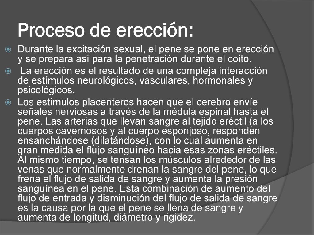 Proceso de erección: Durante la excitación sexual, el pene se pone en erección y se prepara así para la penetración durante el coito.