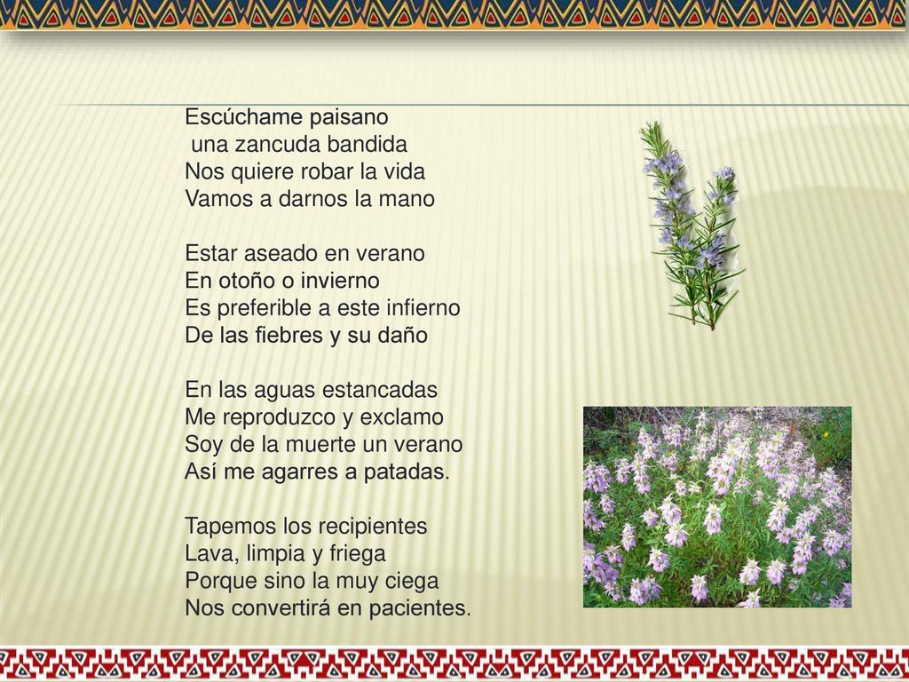Escúchame paisano una zancuda bandida. Nos quiere robar la vida. Vamos a darnos la mano. Estar aseado en verano.