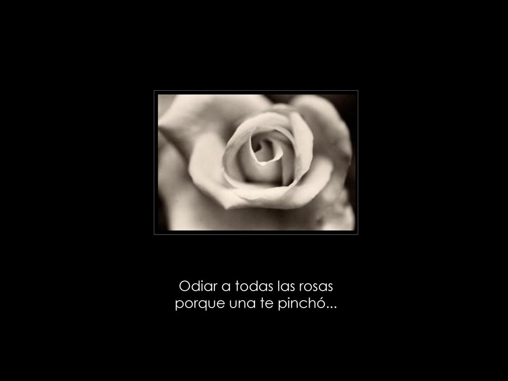 Odiar a todas las rosas porque una te pinchó...