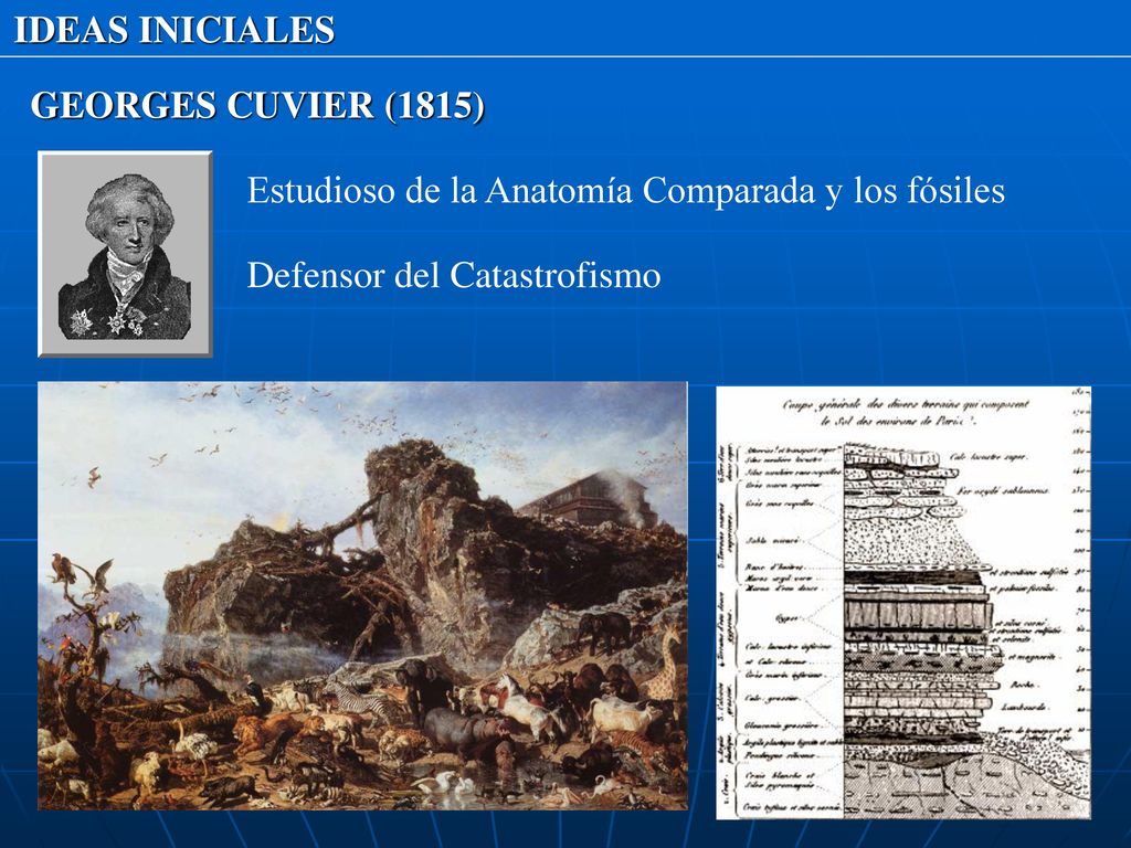 IDEAS INICIALES GEORGES CUVIER (1815) Estudioso de la Anatomía Comparada y los fósiles.