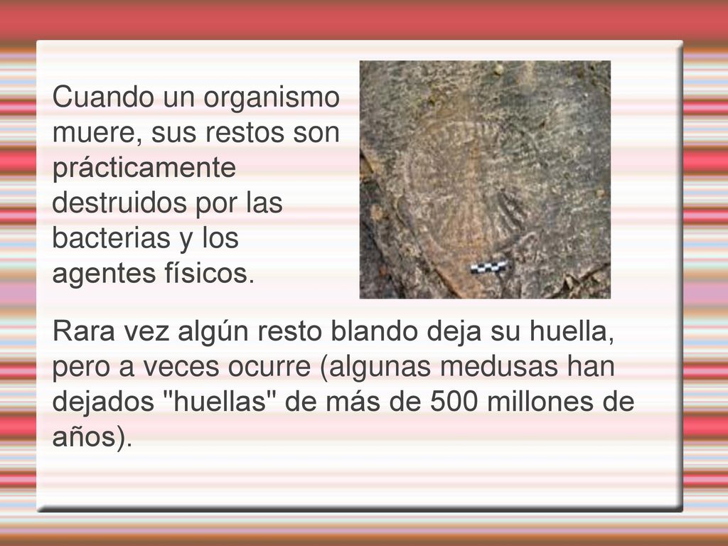 Cuando un organismo muere, sus restos son prácticamente destruidos por las bacterias y los agentes físicos.