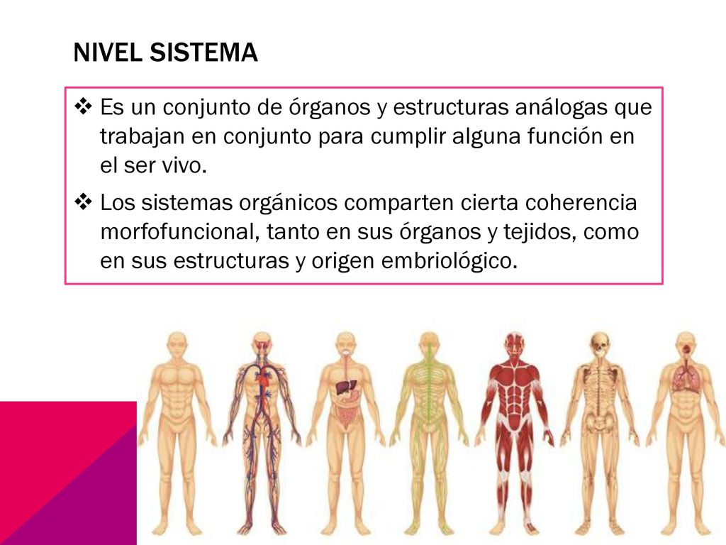 Nivel sistema Es un conjunto de órganos y estructuras análogas que trabajan en conjunto para cumplir alguna función en el ser vivo.