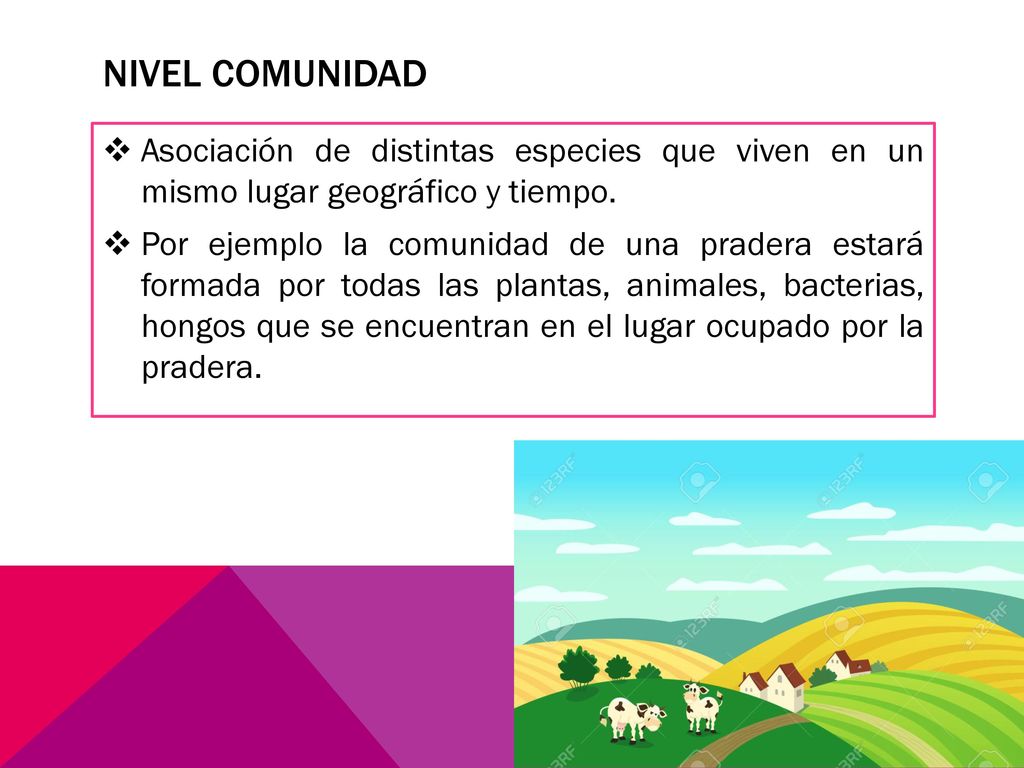 Nivel comunidad Asociación de distintas especies que viven en un mismo lugar geográfico y tiempo.