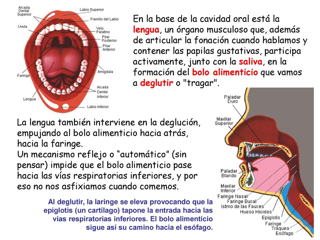 En la base de la cavidad oral está la lengua, un órgano musculoso que, además de articular la fonación cuando hablamos y contener las papilas gustativas, participa activamente, junto con la saliva, en la formación del bolo alimenticio que vamos a deglutir o tragar .